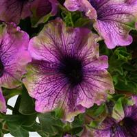 Amazonas Violet Parakeet Petunia