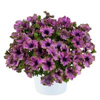 Amazonas Violet Parakeet Petunia