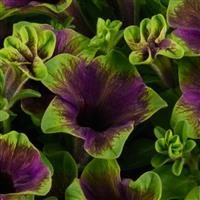 Amazonas Midnight Finch Petunia