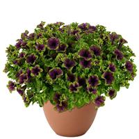 Amazonas Midnight Finch Petunia