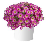 Capella Pink Morn Petunia