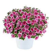 Capella Rim Fuchsia Petunia