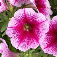 Capella Fuchsia Lace Petunia