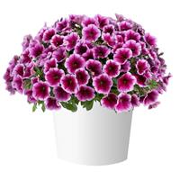 Capella Fuchsia Lace Petunia