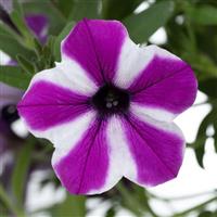 Capella Magenta Diamond Petunia