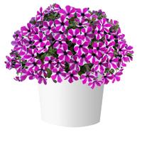 Capella Magenta Diamond Petunia