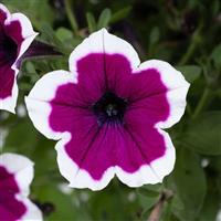 Capella Rim Raspberry Petunia