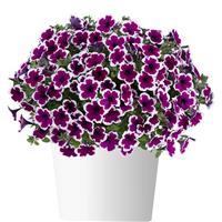 Capella Rim Raspberry Petunia