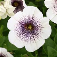 Capella Inked Petunia