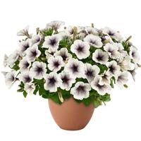 Capella Inked Petunia