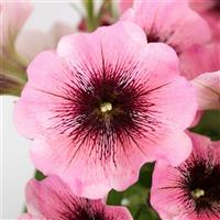 Capella Rose Ink Petunia