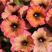 Cascadias Arizona Sky Petunia