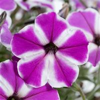 Cascadias Fuchsia Gem Petunia