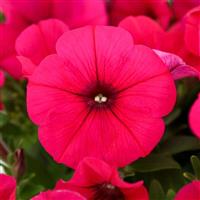 Cascadias Fuchsia Imp. Petunia