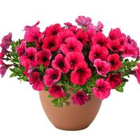 Cascadias Fuchsia Imp. Petunia