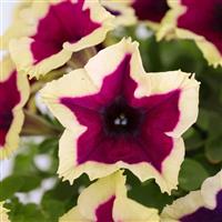 Cascadias RIMerlot Petunia