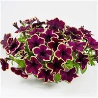 Cascadias RIMerlot Petunia