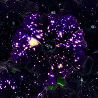 Discoball Black Petunia