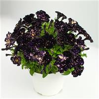 Discoball Black Petunia