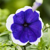 Mambo GP Blue Picotee Petunia