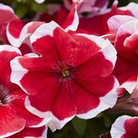 Mambo GP Red Picotee Petunia