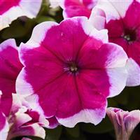 Mambo GP Rose Picotee Petunia