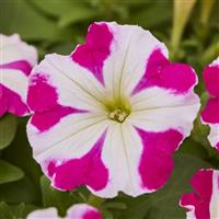 Mambo GP Rose Star Petunia