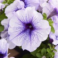 Mambo GP Silver Blue Petunia