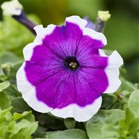 Mambo GP Violet Picotee Petunia