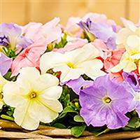 Mambo GP Pastel Mix Petunia