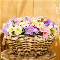 Mambo GP Pastel Mix Petunia