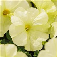 Mambo GP Yellow Lime Petunia