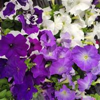 Mambo GP Blue Fashion Mix Petunia