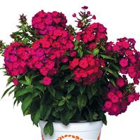 Phlox Flame Bordeaux Red
