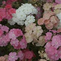 Beauty Coral Reef Phlox