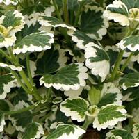 Plectranthus Nova Brilliant