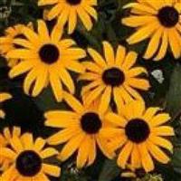 Rudbeckia Rudbeckia Early Bird Gold