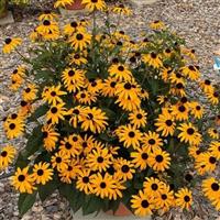 Rudbeckia Rudbeckia Early Bird Gold