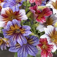 Tora Staring Eyes Mix Salpiglossis