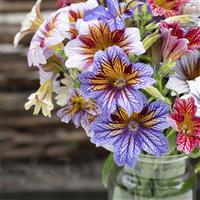 Tora Staring Eyes Mix Salpiglossis