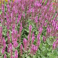 Salvia Caradonna Pink