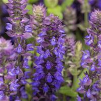 Salvia Reflective Midnight Blue