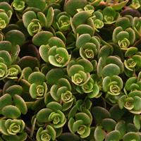 Sedum Sedum tetractinum Coral Reef