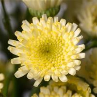 Orinoco Tanacetum