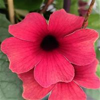 TowerPower Red Thunbergia