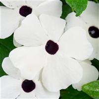 TowerPower White Thunbergia