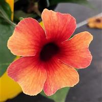 TowerPower Terracotta Thunbergia
