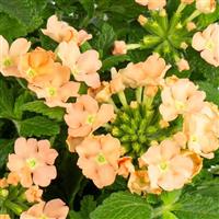 Estrella Peach Verbena