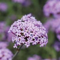 Flare Verbena
