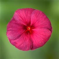 Blockbuster Raspberry Crush Vinca